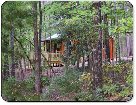 Beautiful wood surronding the cabin at M & M Outdoors Campground.