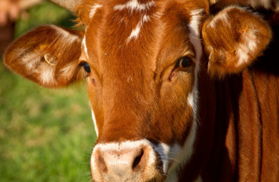 One of the cows at the MOOseum in Montgomery